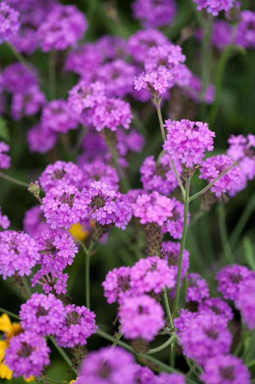 Verbena rigida