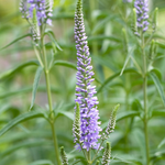 Veronica longifolia 'Lilac Fantasy'