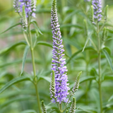 Veronica longifolia 'Lilac Fantasy'