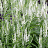 Veronica spicata 'Alba' - witte ereprijs vaste plant