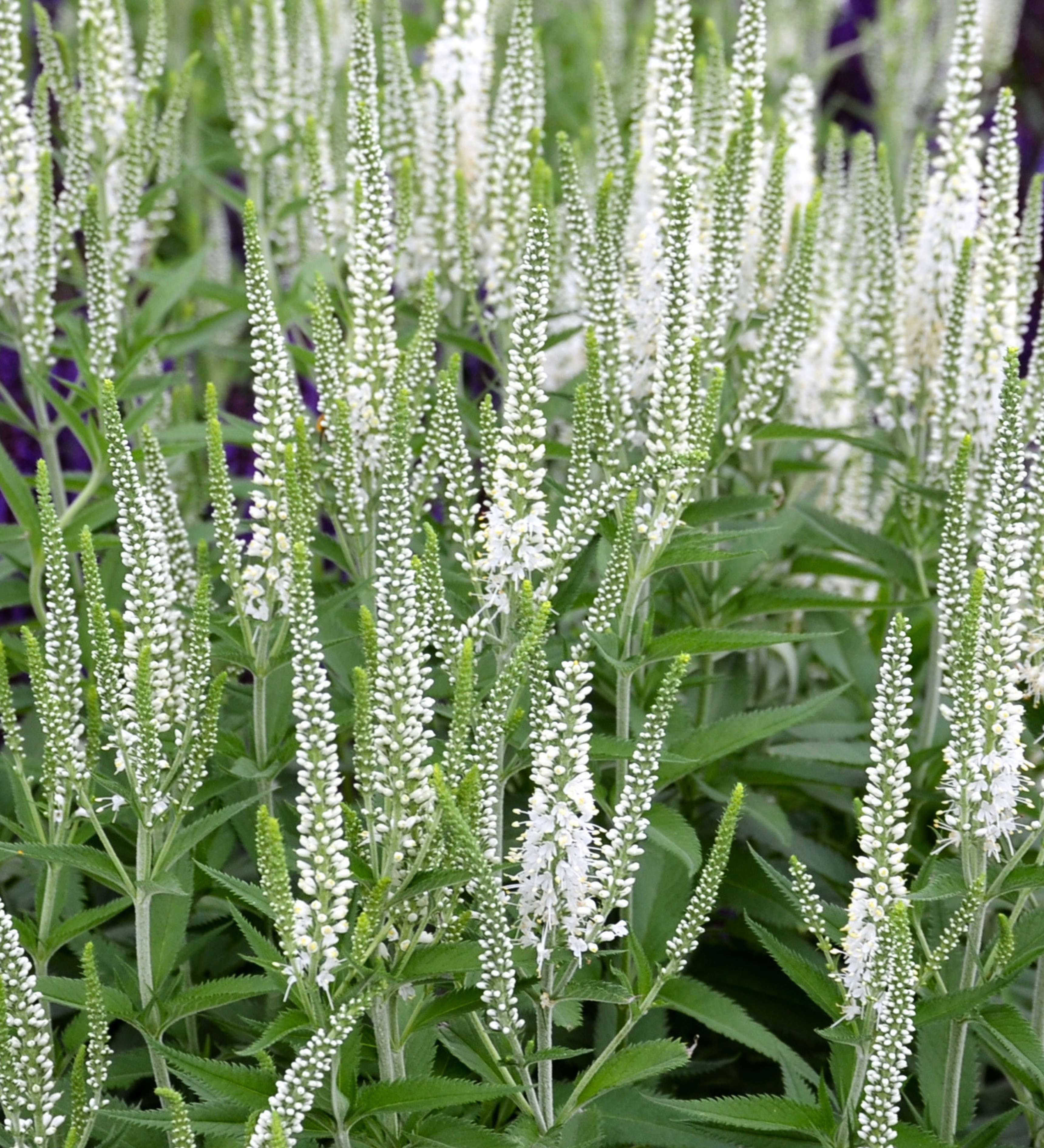 Veronica spicata 'Alba' - witte ereprijs vaste plant