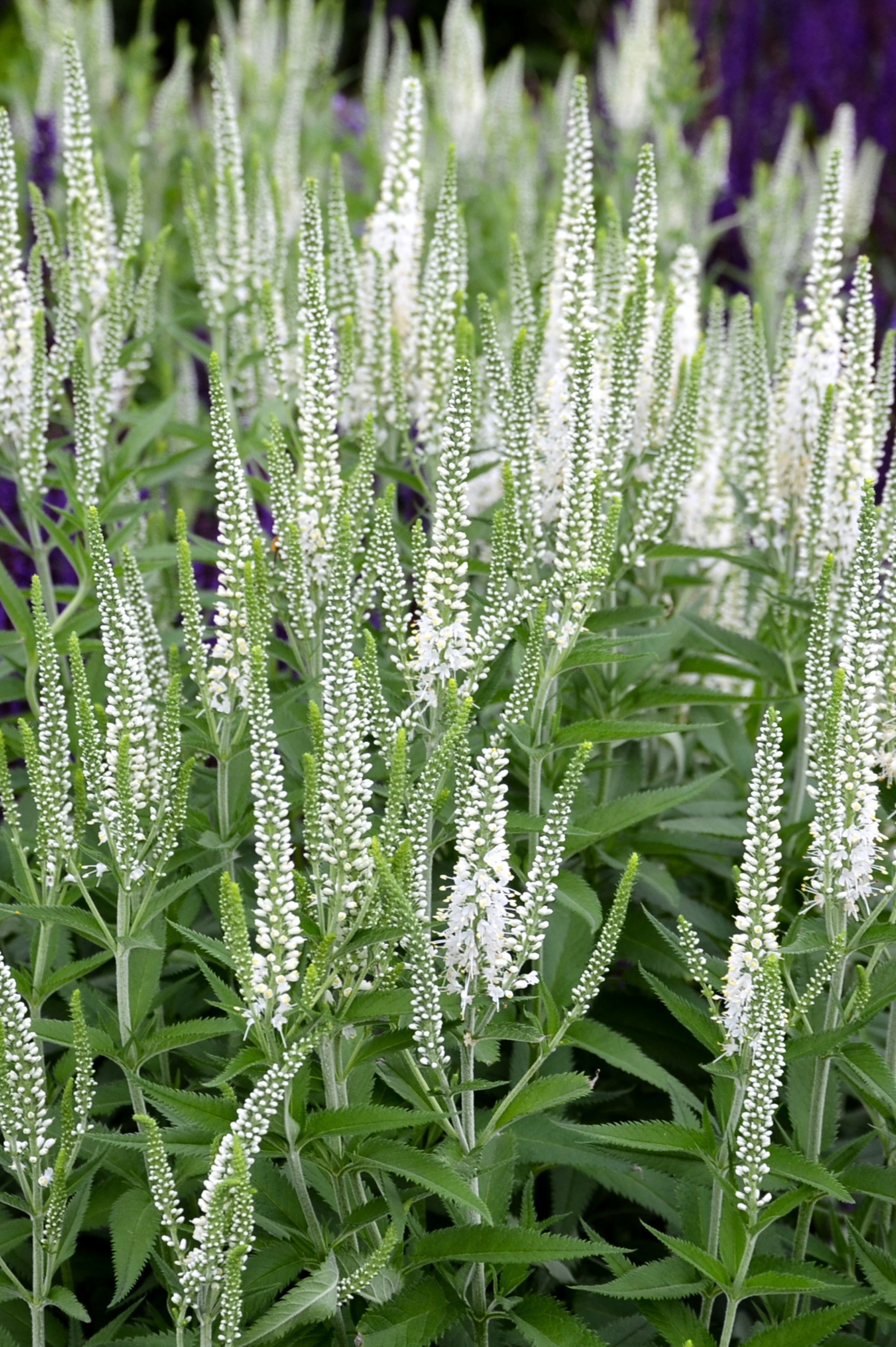 Veronica spicata 'Alba' - witte ereprijs vaste plant