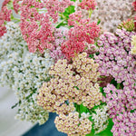 Achillea millefolium 'colorado mixture'-Angelo