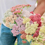 Achillea millefolium 'colorado mixture'-Angelo