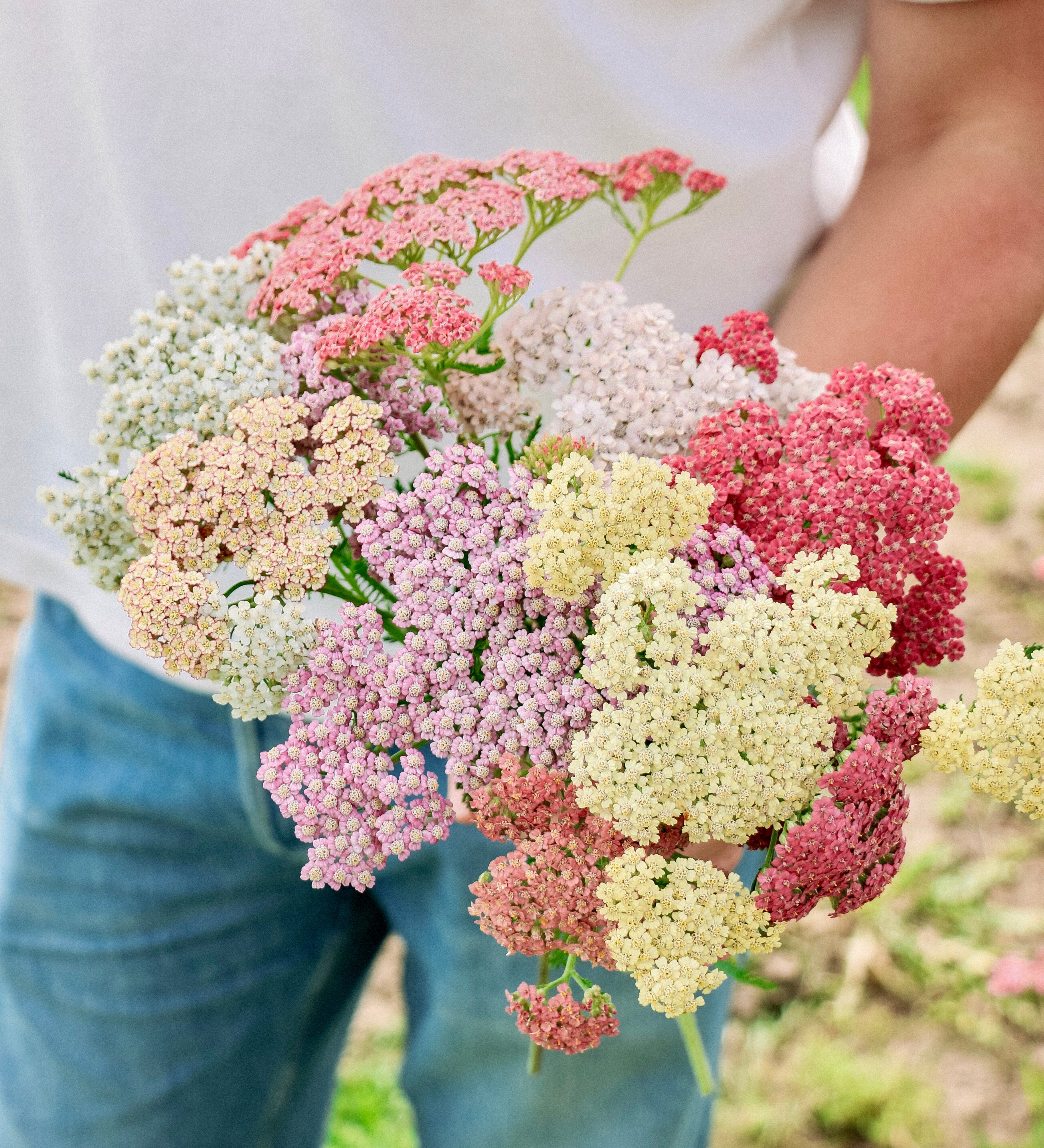Achillea millefolium 'colorado mixture'-Angelo