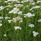 Achillea millefolium-Angelo