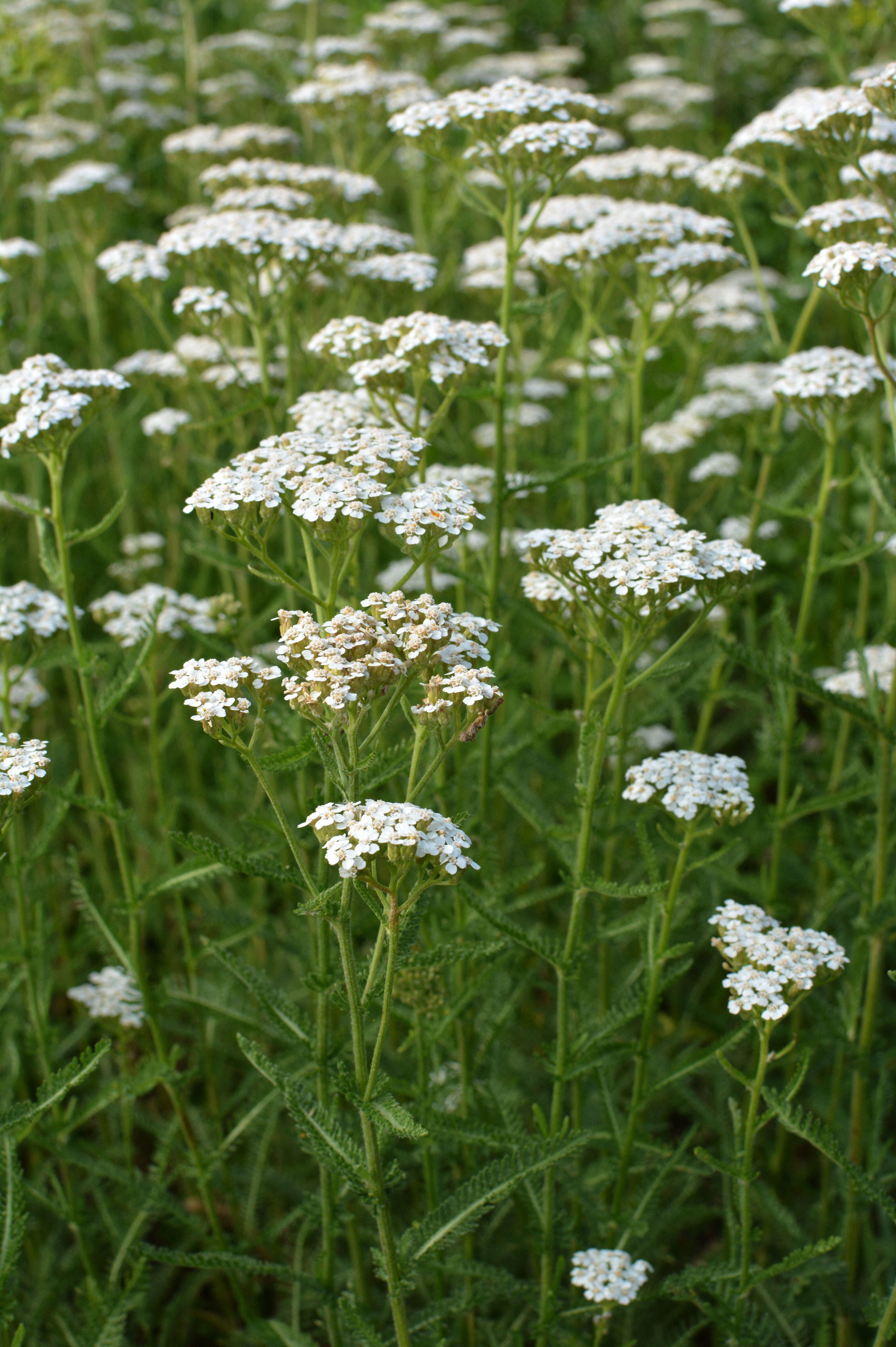 Achillea millefolium-Angelo