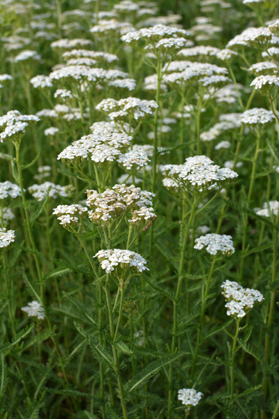 Achillea millefolium