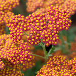 Achillea millefolium 'Walter Funcke'-Angelo
