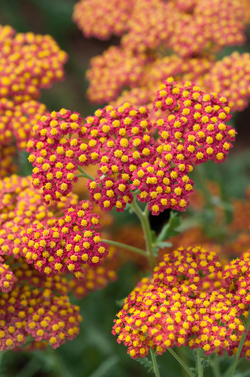 Achillea millefolium 'Walter Funcke'