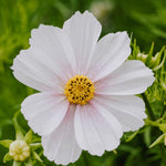 Cosmos bipinnatus 'Tetra Versailles Flush'-Angelo