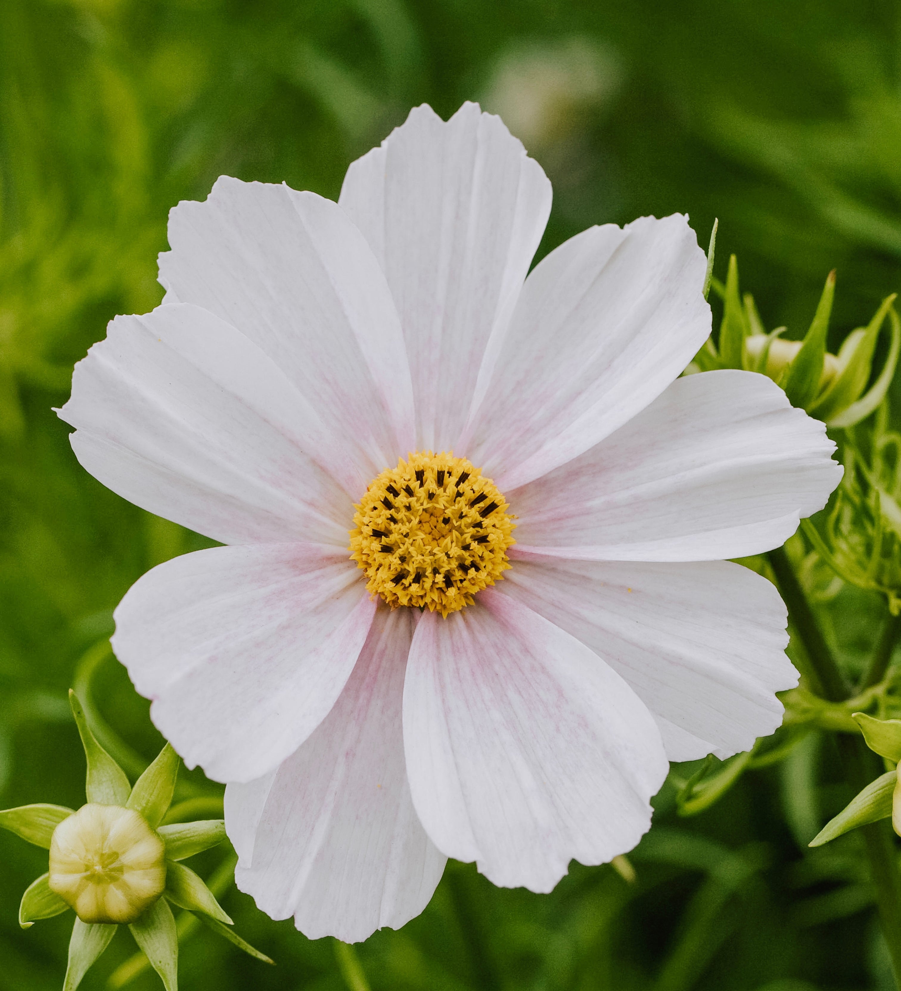 Cosmos bipinnatus 'Tetra Versailles Flush'-Angelo