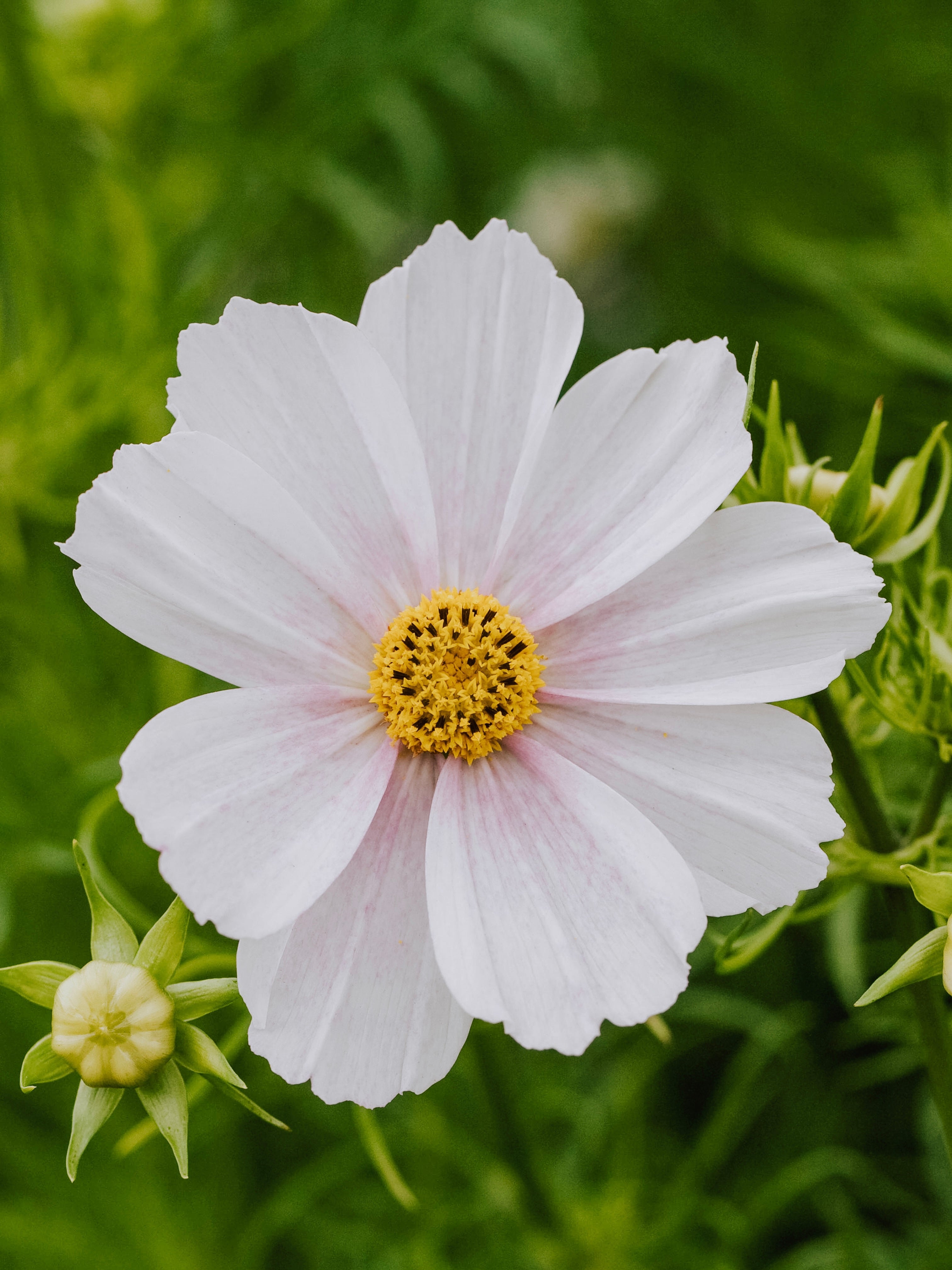 Cosmos bipinnatus 'Tetra Versailles Flush'-Angelo