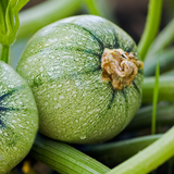 Courgette 'Ronde de Nice'-Angelo