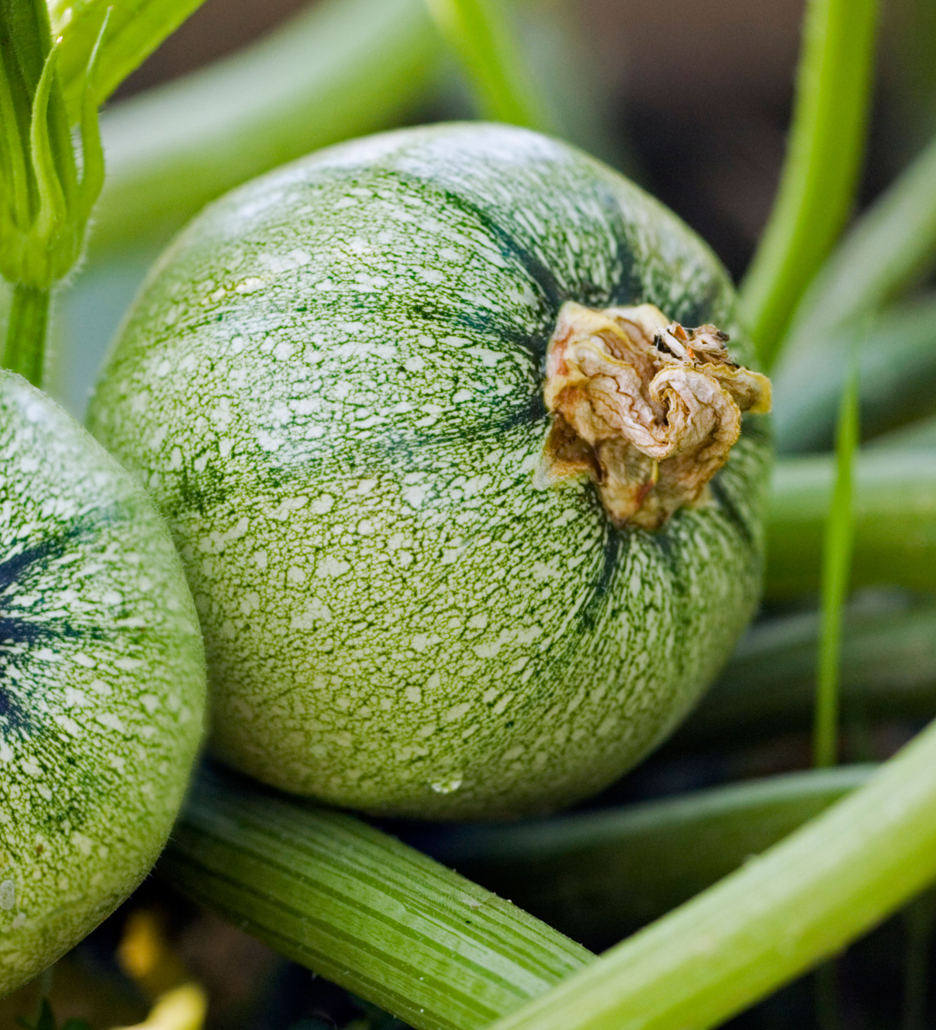Courgette 'Ronde de Nice'-Angelo