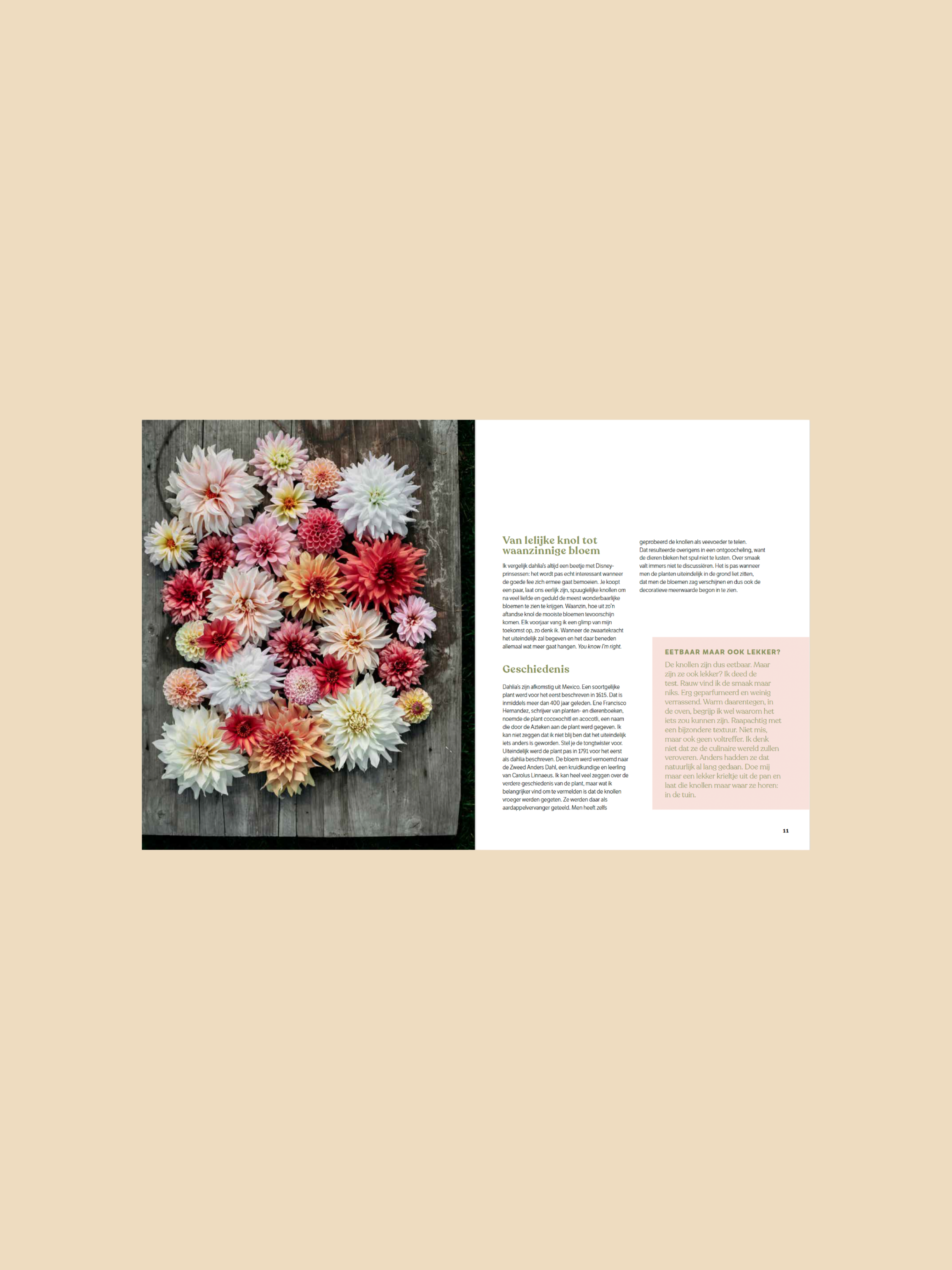 Dahlia - ode aan de koningin van de pluktuin