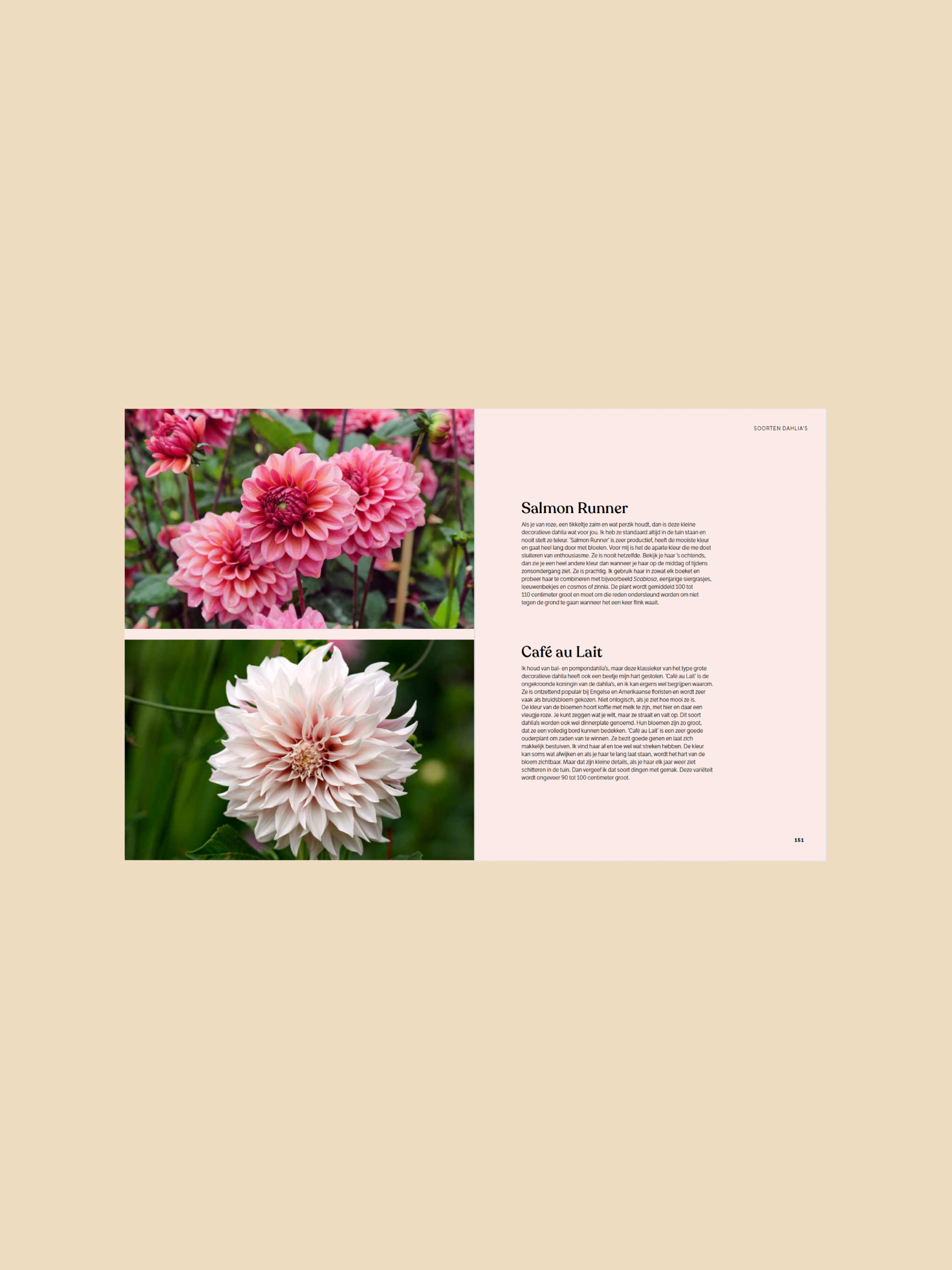 Dahlia - ode aan de koningin van de pluktuin