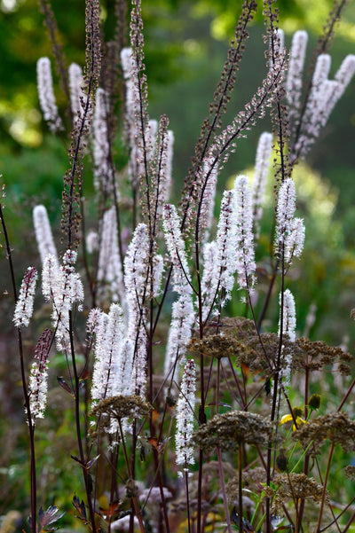 Actaea simplex 'Brunette'