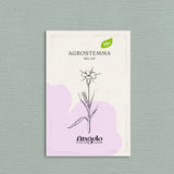 Agrostemma githago 'milas'-Angelo