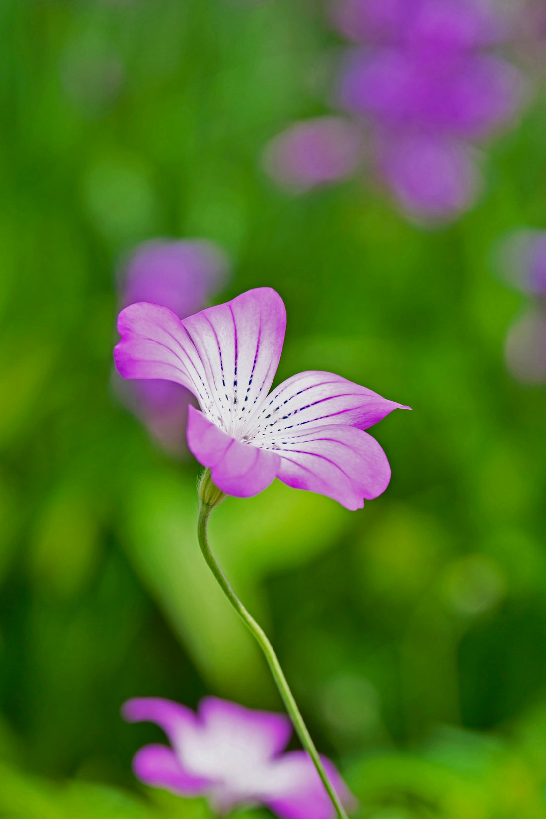 Agrostemma githago &