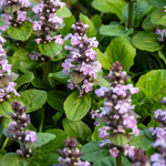 Ajuga reptans 'Rosea'-Angelo