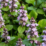 Ajuga reptans 'Rosea'-Angelo