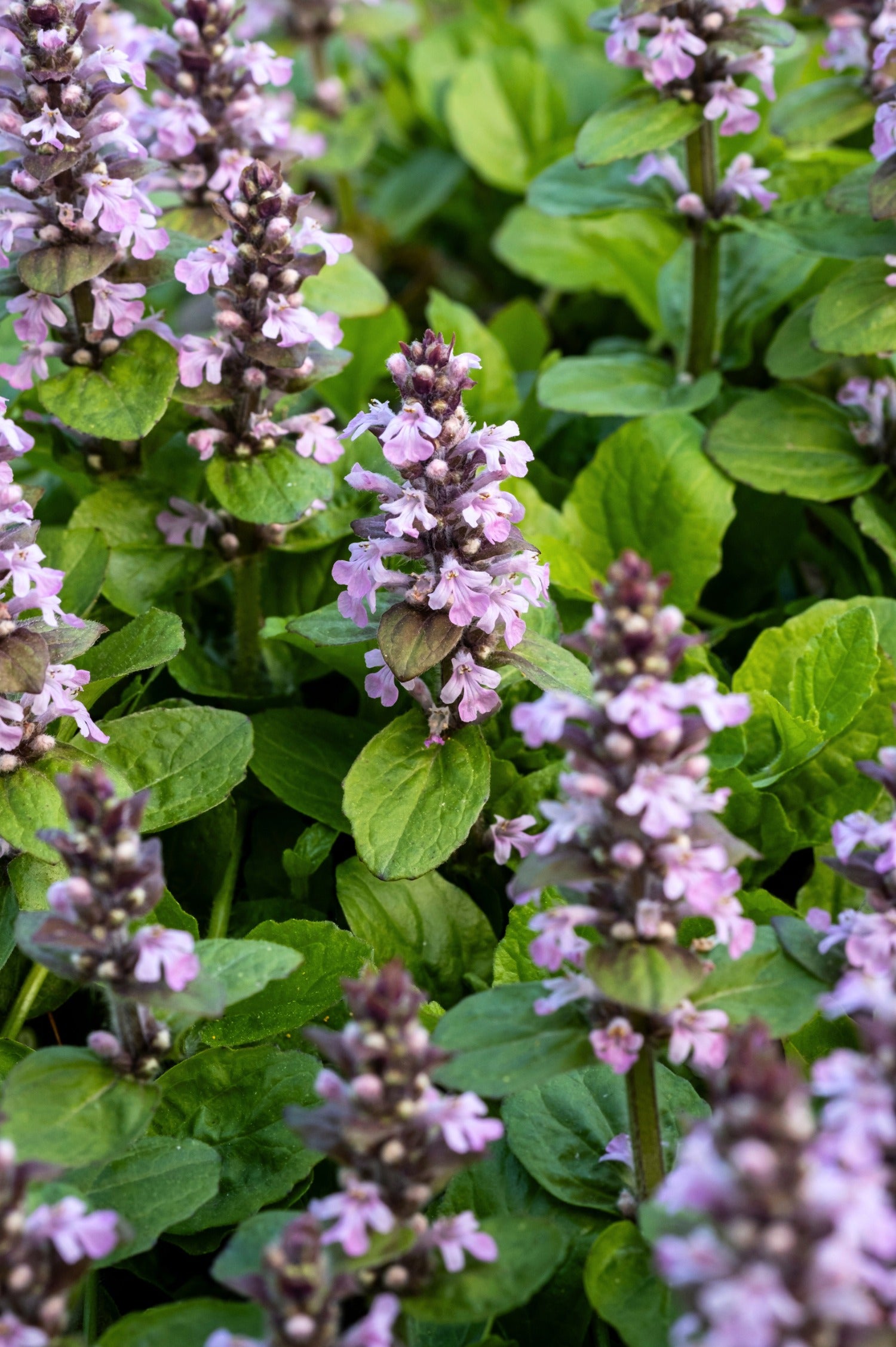 Ajuga reptans 'Rosea'-Angelo