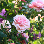 Klimroos 'Albertine'