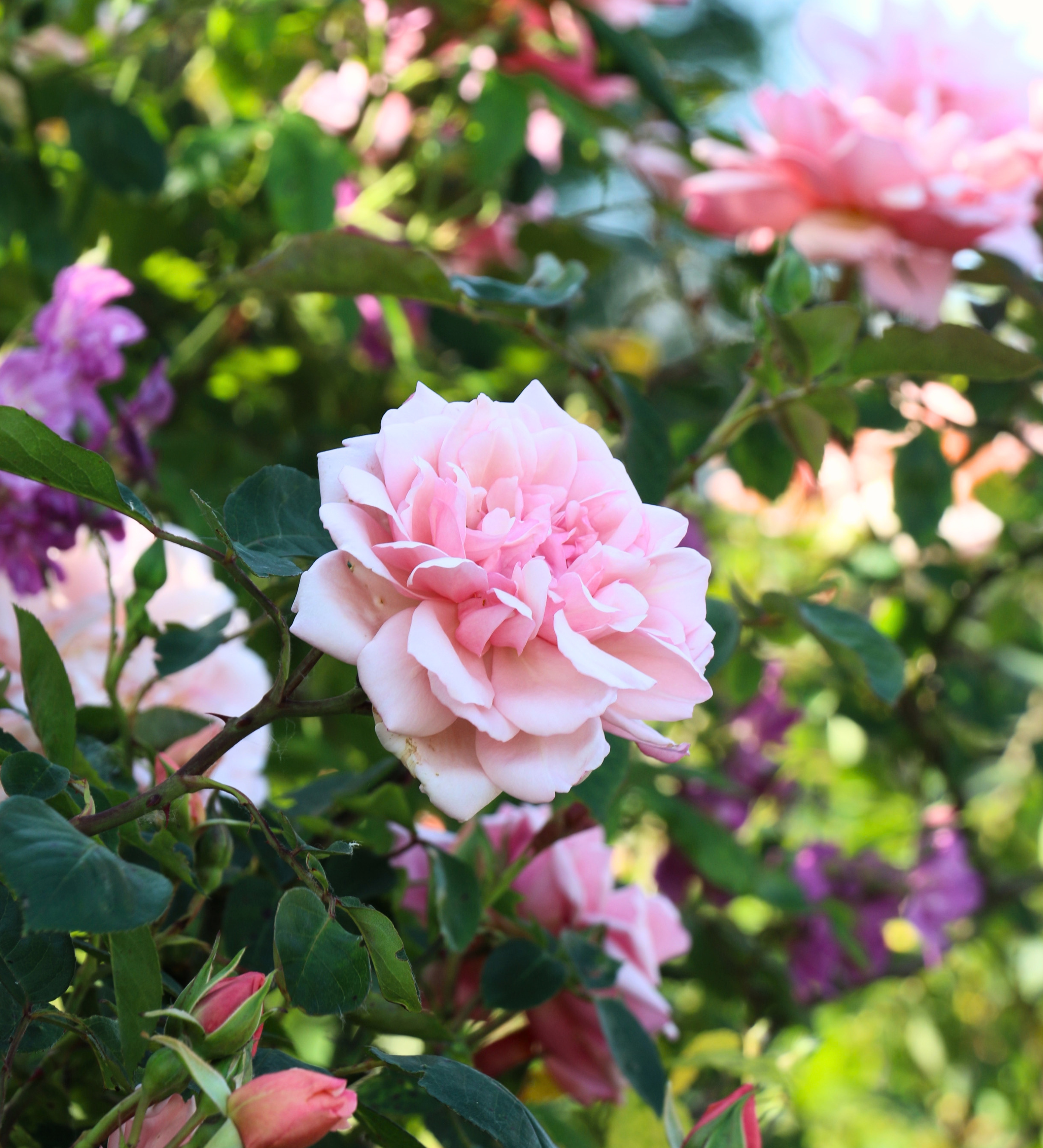 Ontdek onze rozen