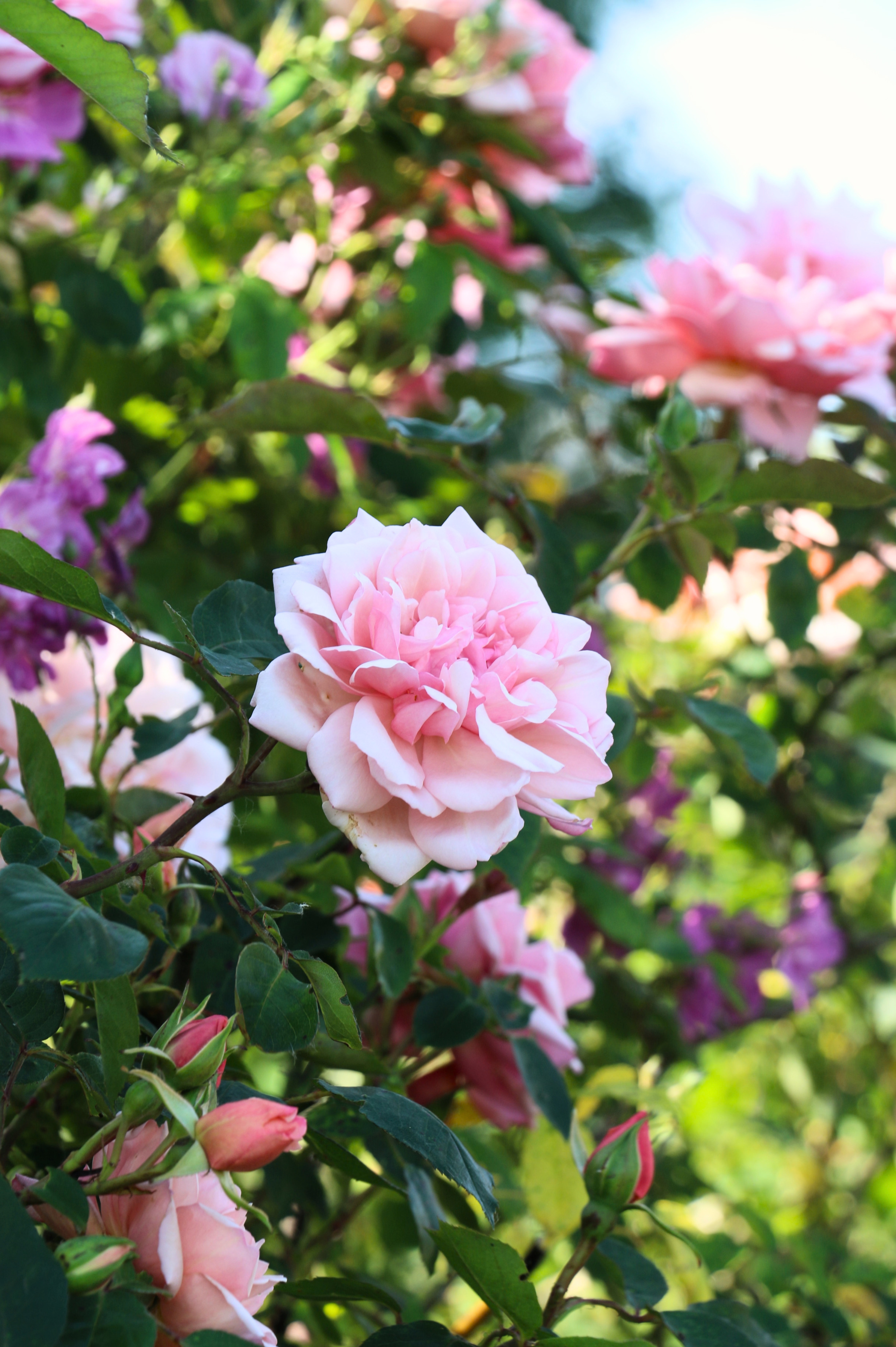 Klimroos 'Albertine'