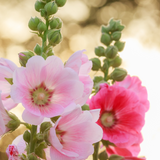 Alcea 'Lene'