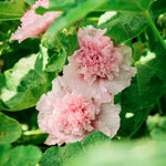 Alcea rosea 'chater’s rose'-Angelo