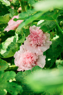Alcea rosea 'chater’s rose'-Angelo