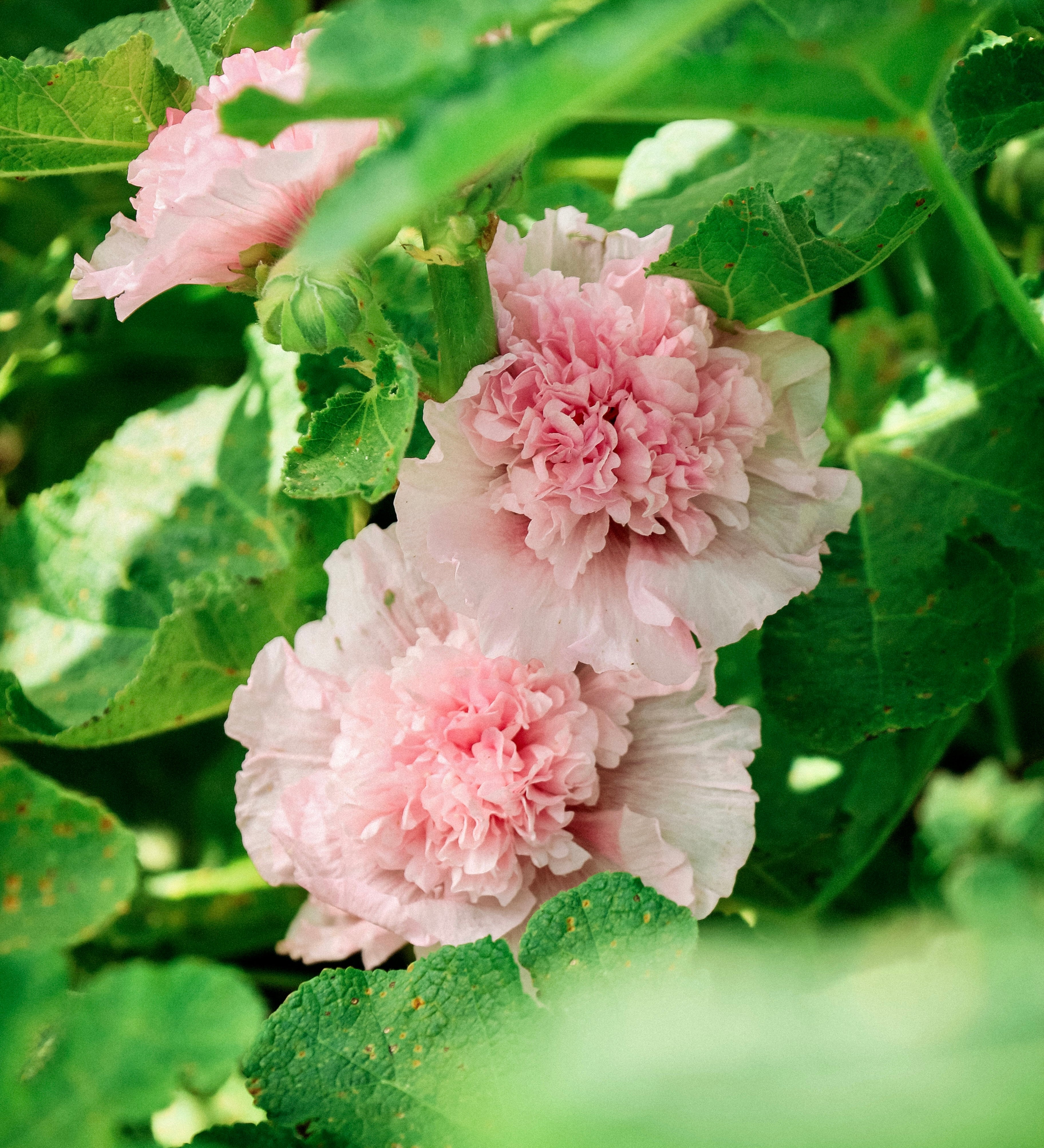 Alcea rosea 'chater’s rose'-Angelo