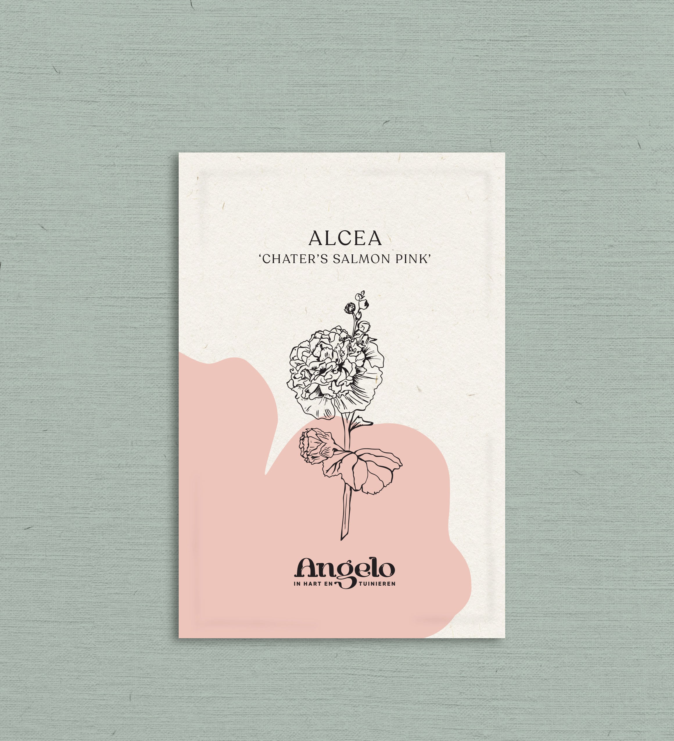 Alcea rosea 'chater’s salmon pink'-Angelo