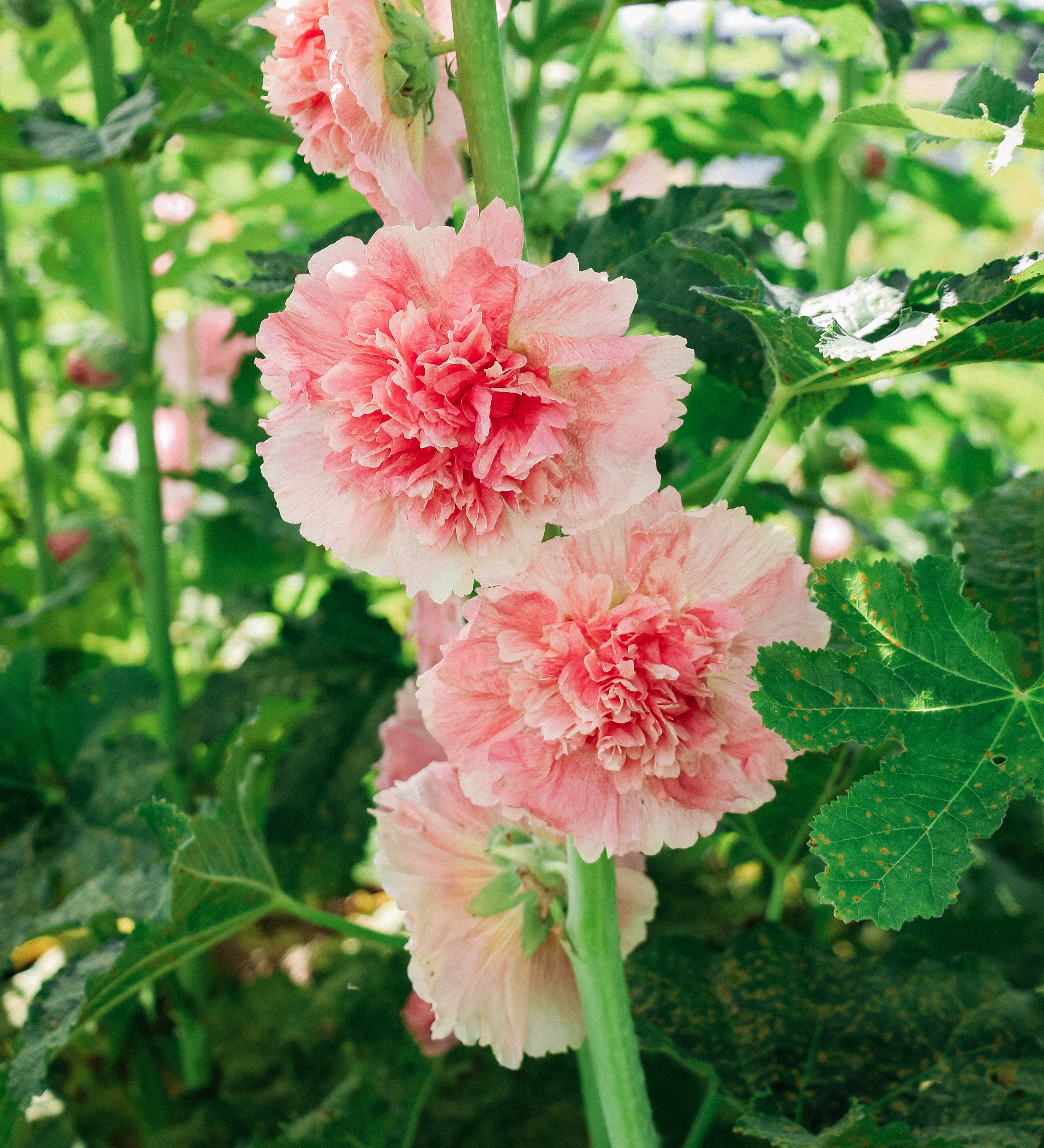 Alcea rosea 'chater’s salmon pink'-Angelo