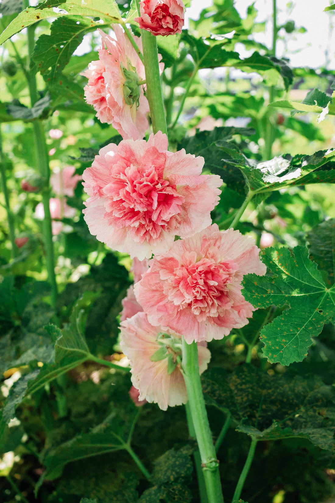 Alcea rosea &