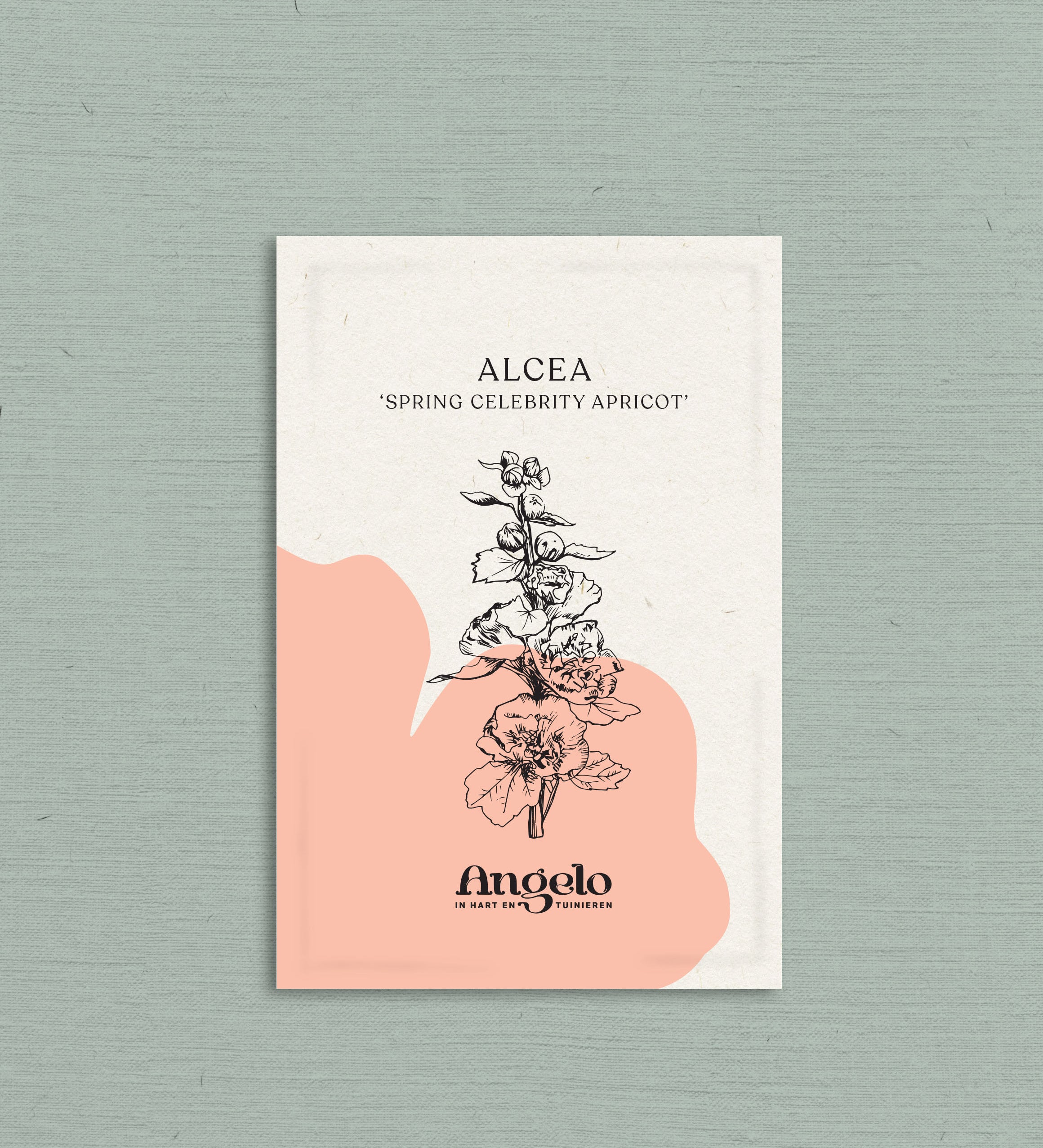 Alcea rosea 'spring celebrity apricot'-Angelo