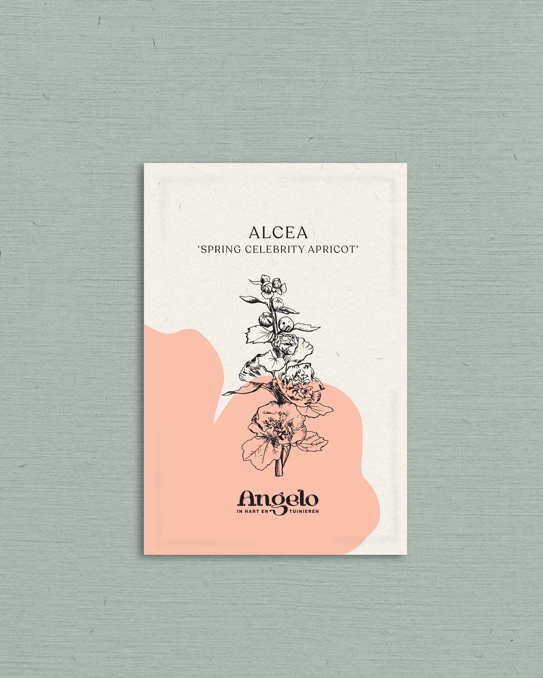 Alcea rosea &