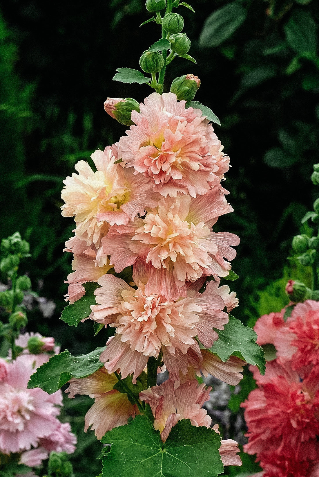 Alcea rosea &