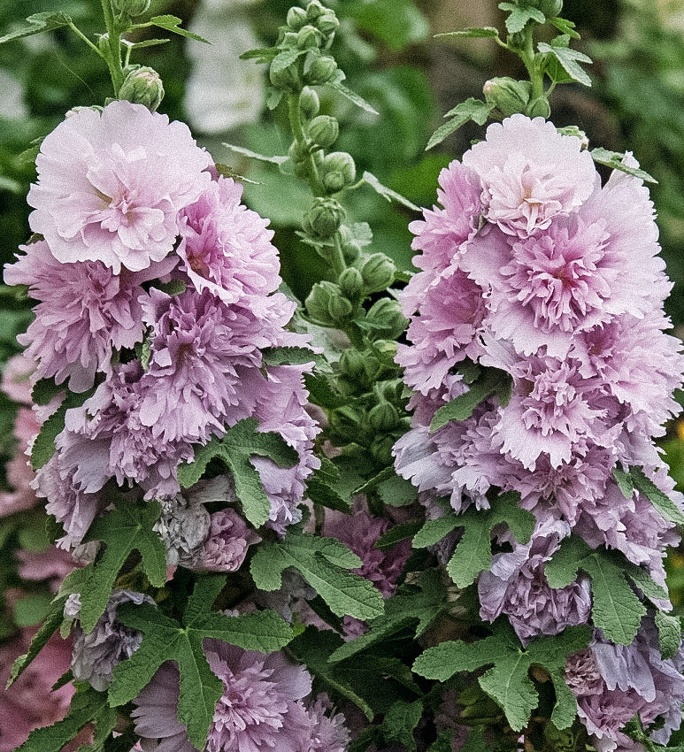 Alcea rosea 'spring celebrity lilac'-Angelo