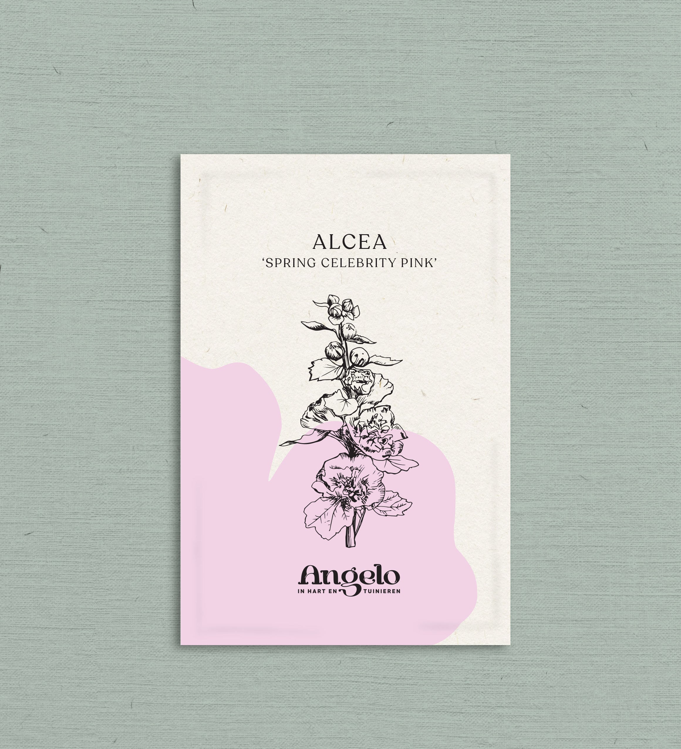 Alcea rosea 'spring celebrity pink'-Angelo