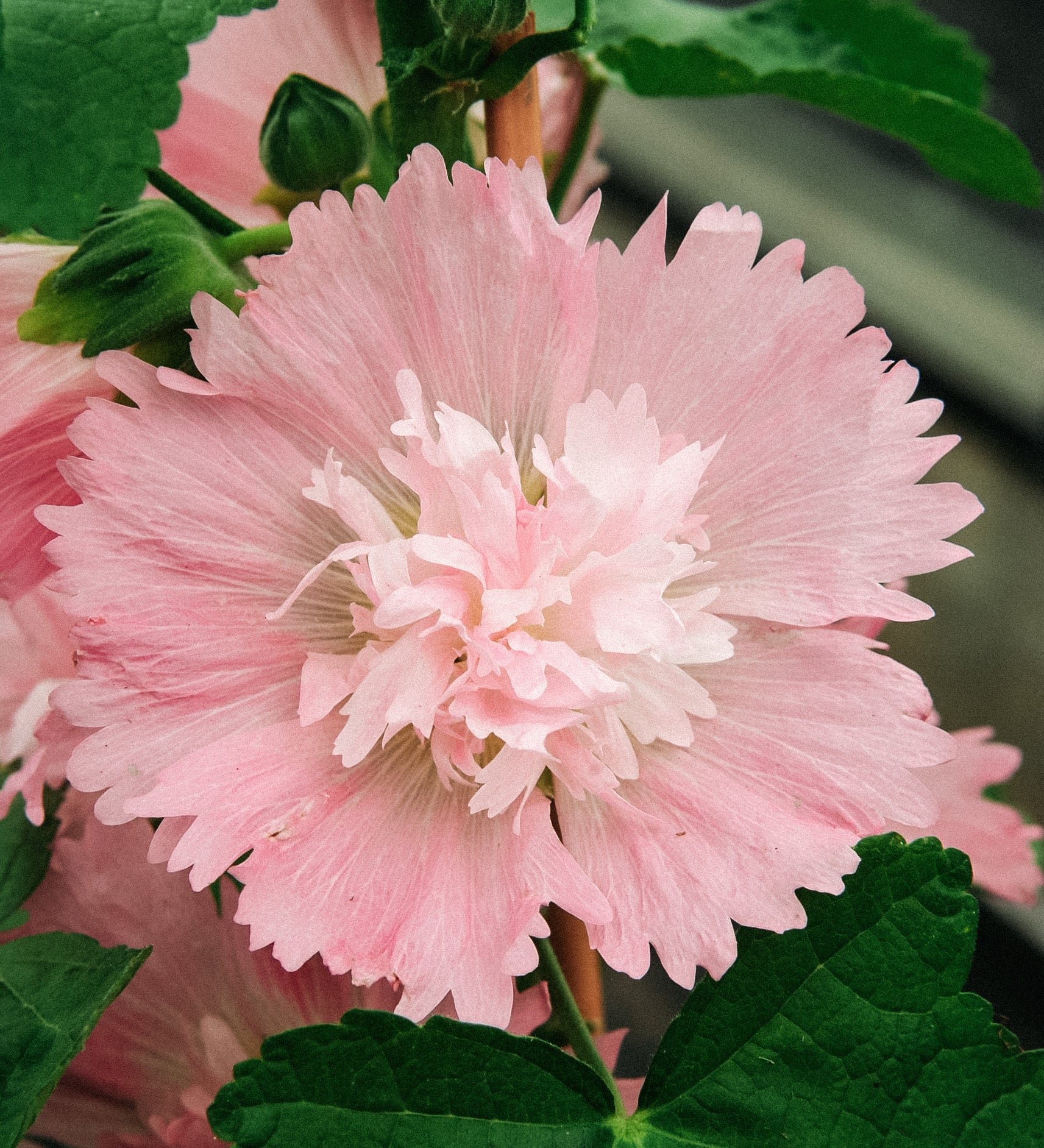 Alcea rosea 'spring celebrity pink'-Angelo