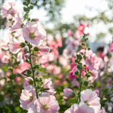 Alcea rosea 'mix'