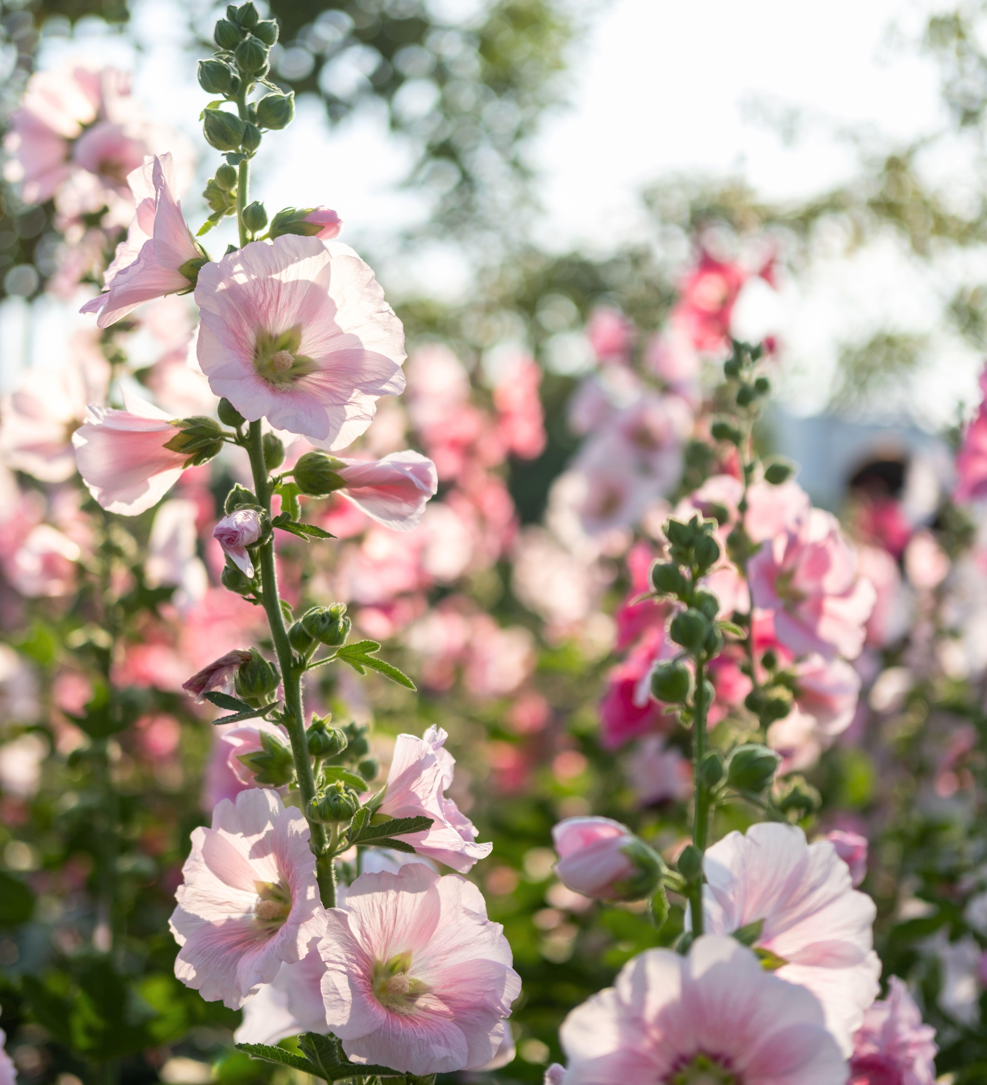 Alcea rosea 'mix'
