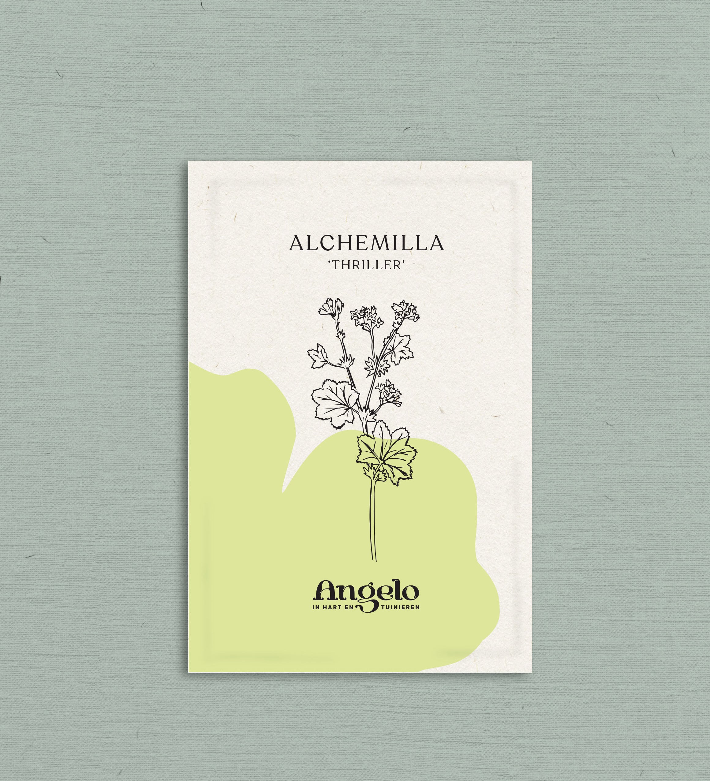 Alchemilla mollis 'thriller'-Angelo