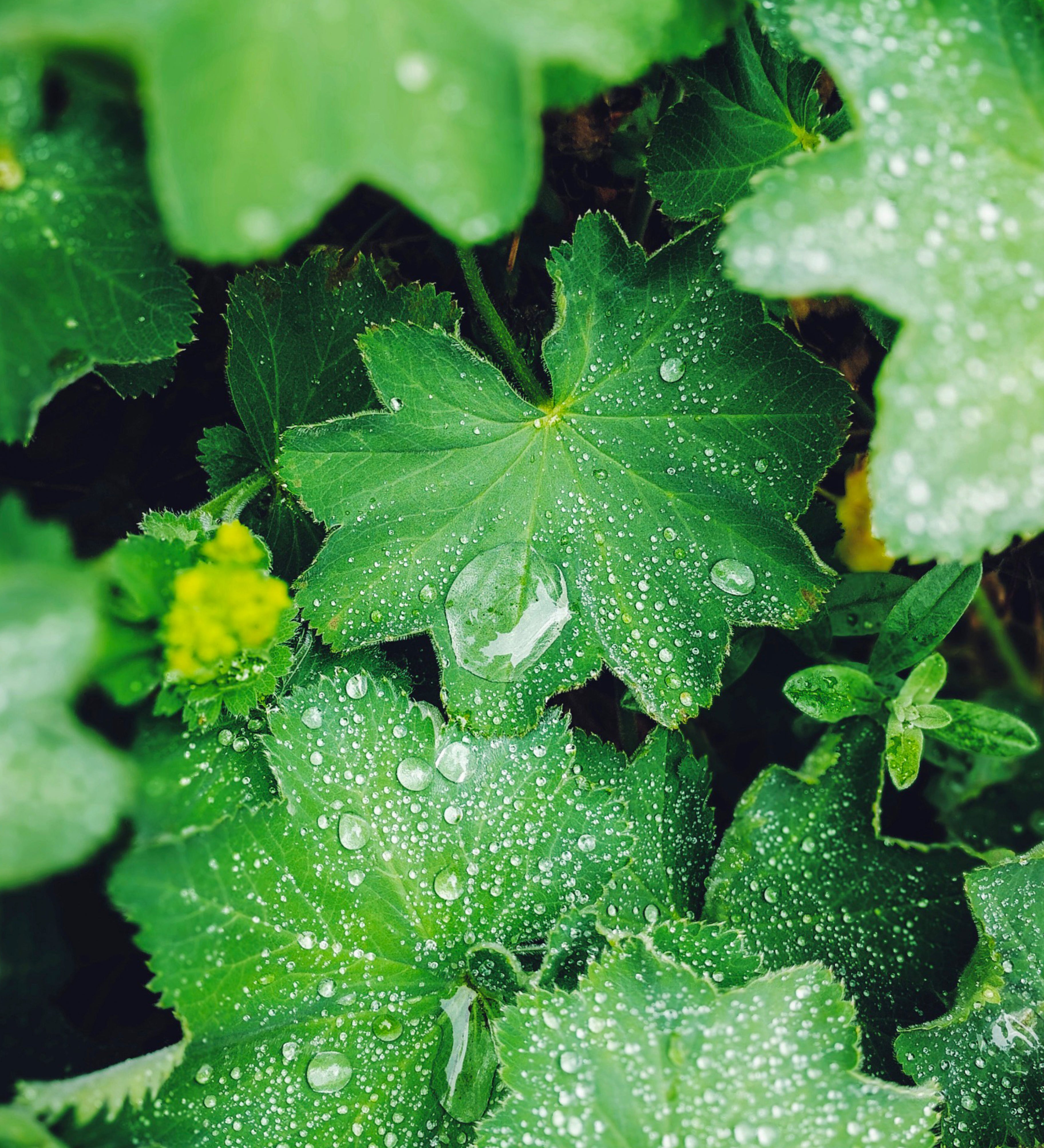 Alchemilla mollis 'thriller'-Angelo