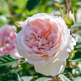 Struikroos 'Matthias Claudius Rose'