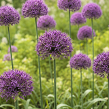 Allium stipitatum 'Violet Beauty' BIO