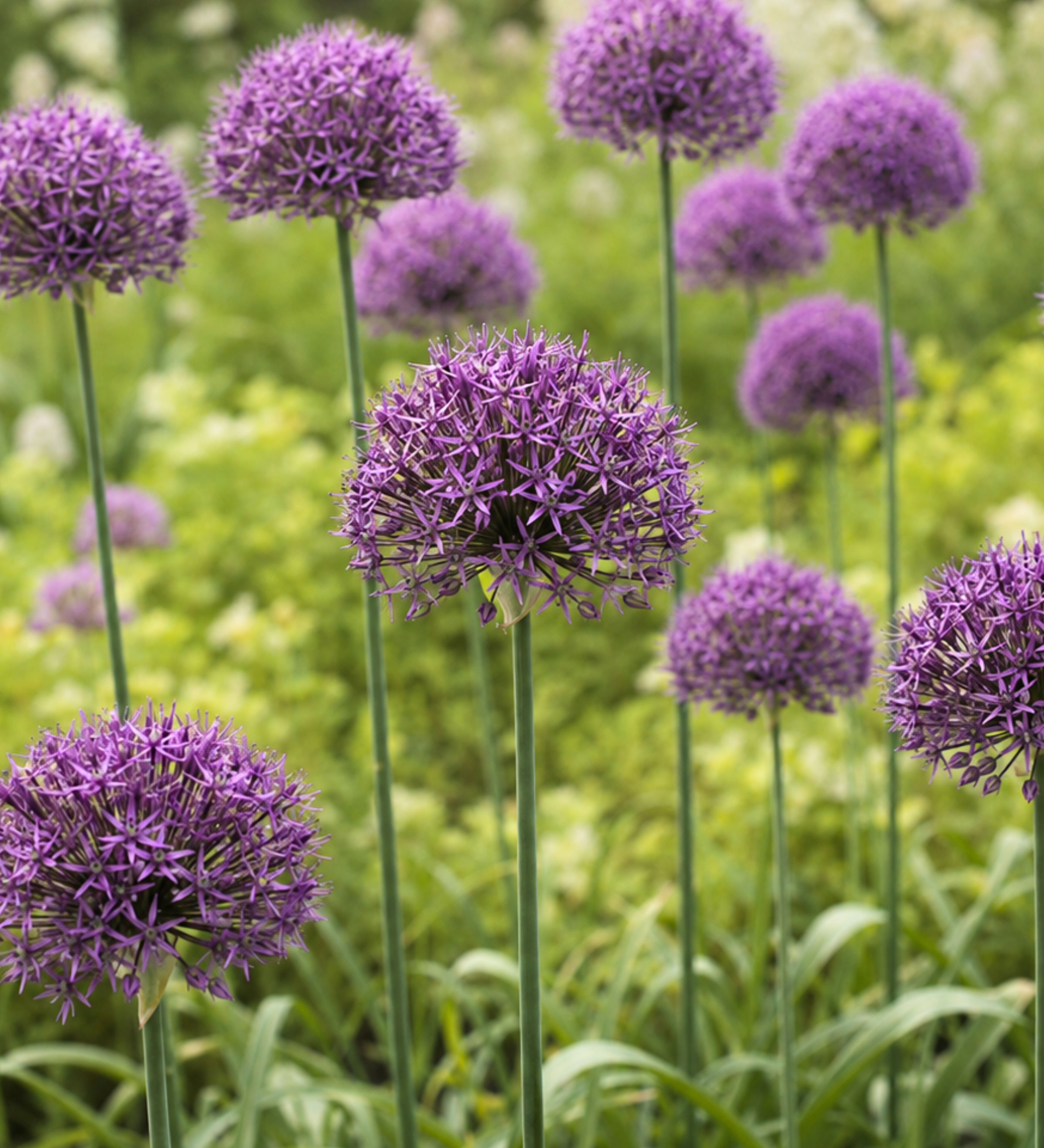 Allium stipitatum 'Violet Beauty' BIO